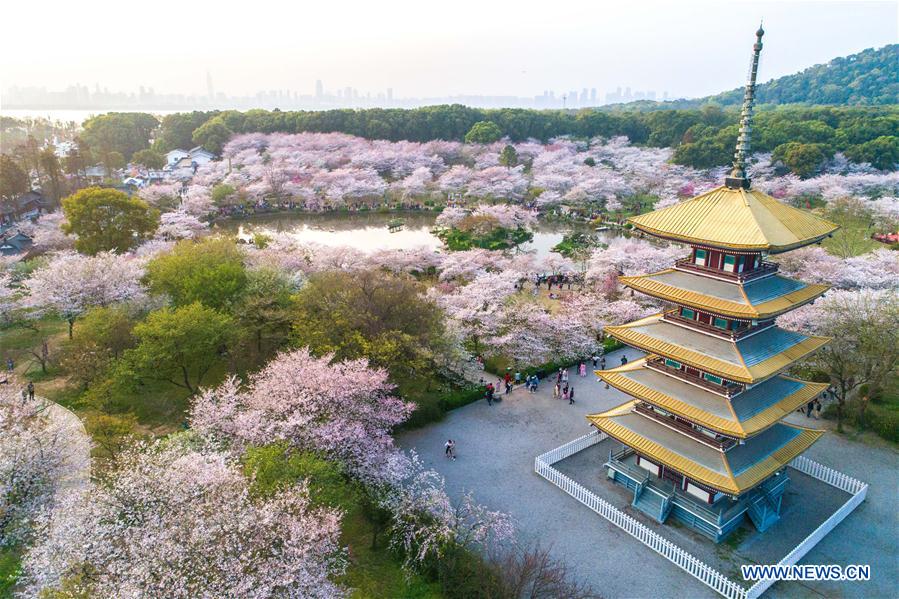 CHINA-WUHAN-CHERRY BLOSSOMS (CN)