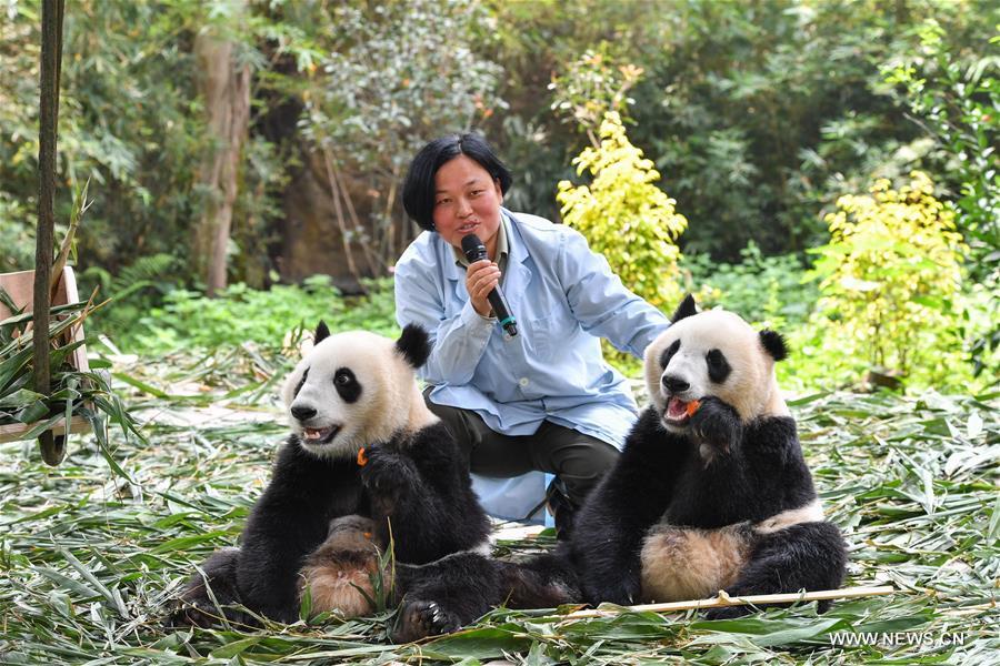 CHINA-GUANGZHOU-GIANT PANDA TWINS (CN)