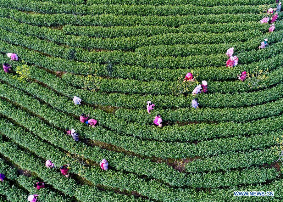 #CHINA-ZHEJIANG-ANJI-WHITE TEA-PICKING (CN)