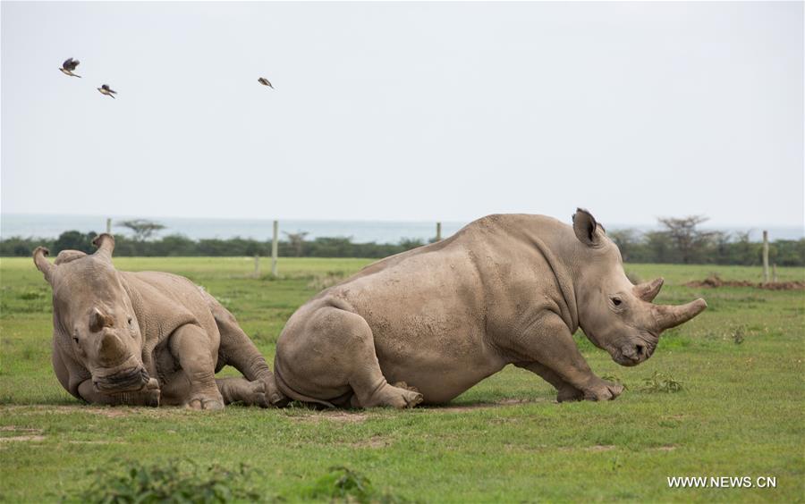 KENYA-LAIKIPIA-LATE MALE NORTHERN WHITE RHINO-SUDAN-MEMORIAL SERVICE