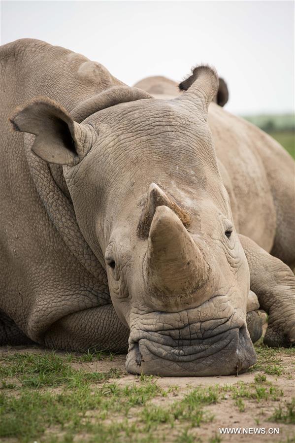 KENYA-LAIKIPIA-LATE MALE NORTHERN WHITE RHINO-SUDAN-MEMORIAL SERVICE