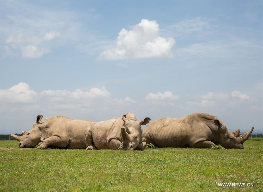KENYA-LAIKIPIA-LATE MALE NORTHERN WHITE RHINO-SUDAN-MEMORIAL SERVICE