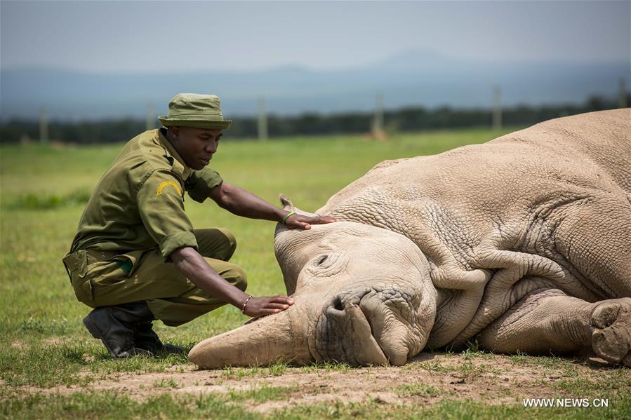 KENYA-LAIKIPIA-LATE MALE NORTHERN WHITE RHINO-SUDAN-MEMORIAL SERVICE