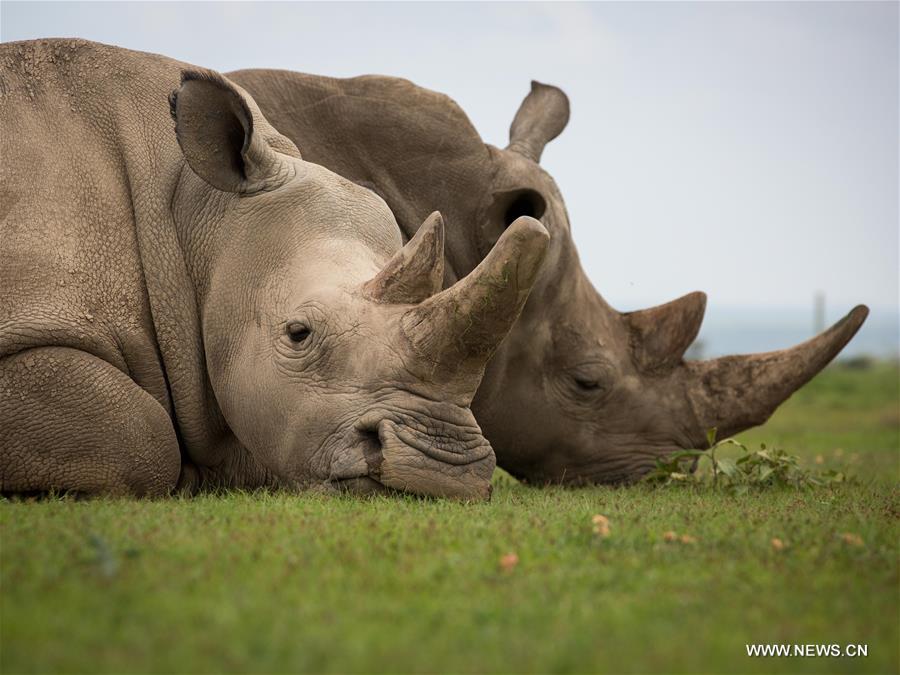 KENYA-LAIKIPIA-LATE MALE NORTHERN WHITE RHINO-SUDAN-MEMORIAL SERVICE