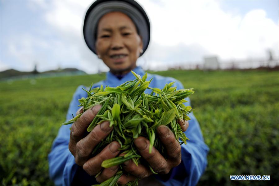 In pics tea picking across China Xinhua English.news.cn