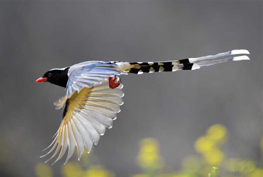 CHINA-SPRING-BIRDS (CN)