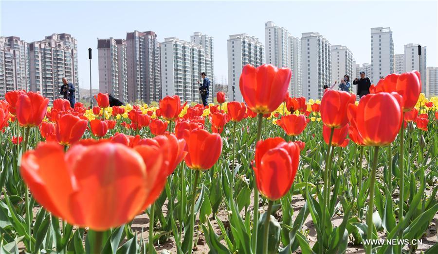 # CHINA-GANSU-SPRING-FLOWER(CN)