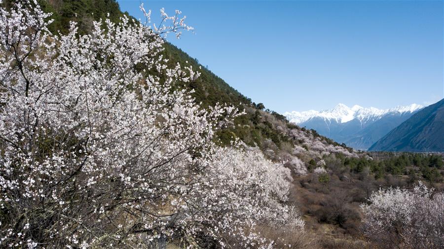 Scenery of peach blossoms in Tibet