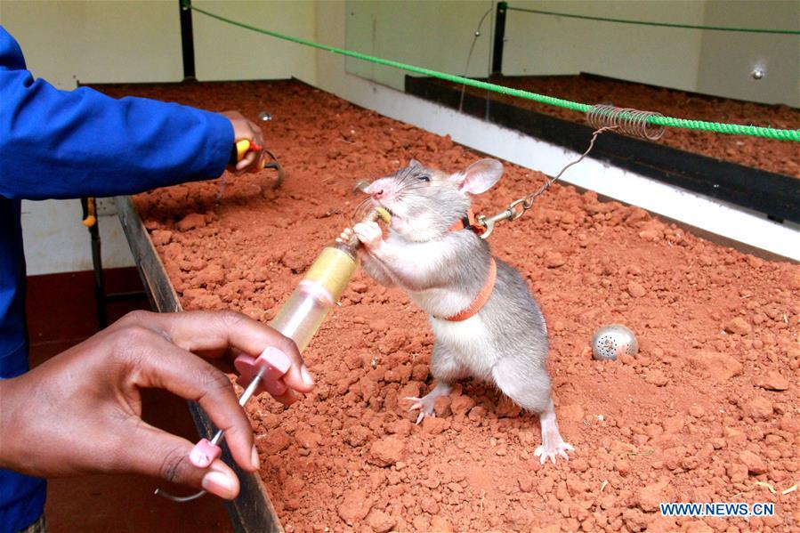 TANZANIA-MOROGORO-RATS-DEMINING