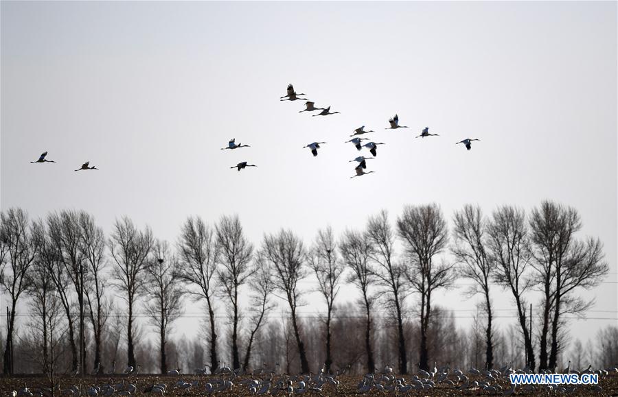 CHINA-JILIN-MOMOGE NATURE RESERVE-MIGRANT BIRDS (CN) 