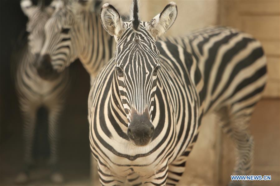In pics: animals at Kuwait Zoo - Xinhua 