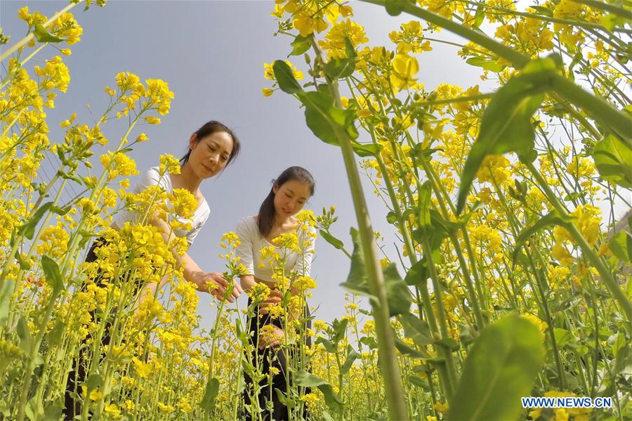 CHINA-HEBEI-COLE FLOWER-TOURISM (CN)