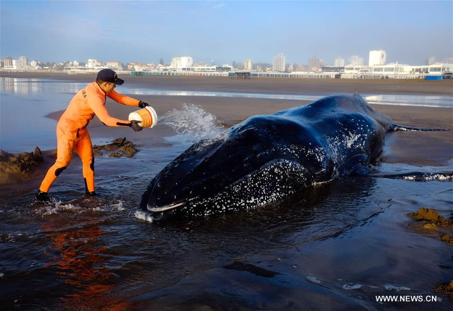 ARGENTINA-MAR DEL PLATA-STRANDED WHALE