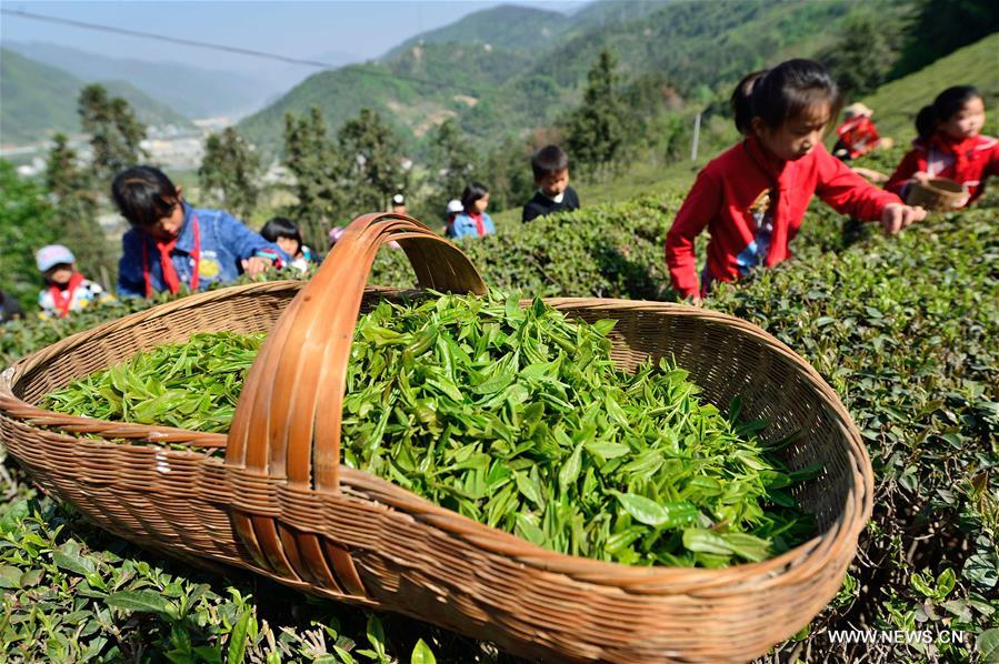 #CHINA-HUBEI-PUPILS-TEA PICKING (CN)