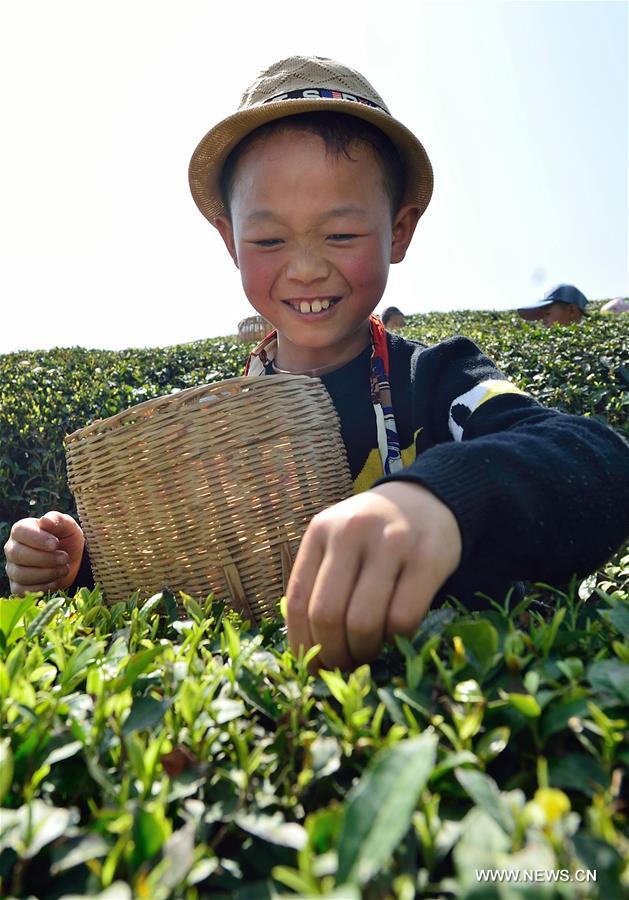 #CHINA-HUBEI-PUPILS-TEA PICKING (CN)