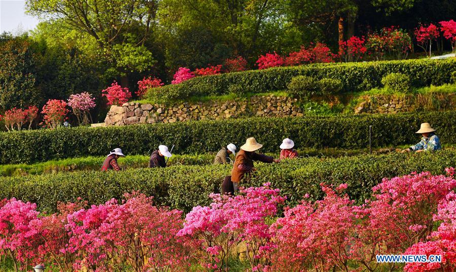 #CHINA-ANHUI-SHUCHENG-TEA PLANTATION-SPRING SCENERY (CN*)