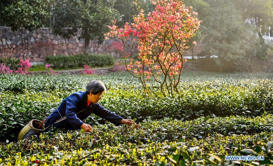 #CHINA-ANHUI-SHUCHENG-TEA PLANTATION-SPRING SCENERY (CN*)