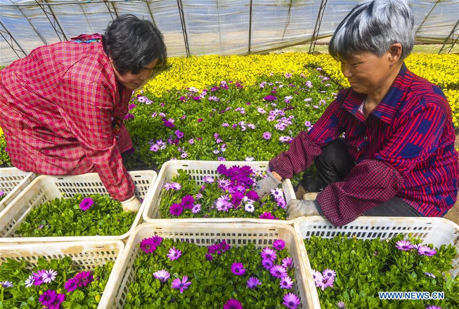 CHINA-HEBEI-LANGFANG-FLOWER INDUSTRY (CN)