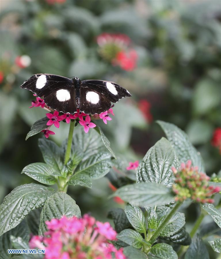 Sensational Butterflies Exhibition held at Natural History Museum in