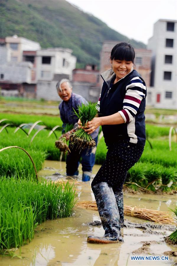 CHINA-GUANGXI-DAHUA-FARM WORK (CN)