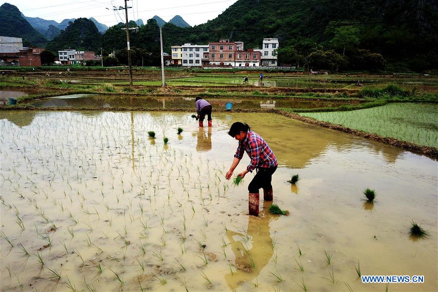 CHINA-GUANGXI-DAHUA-FARM WORK (CN)