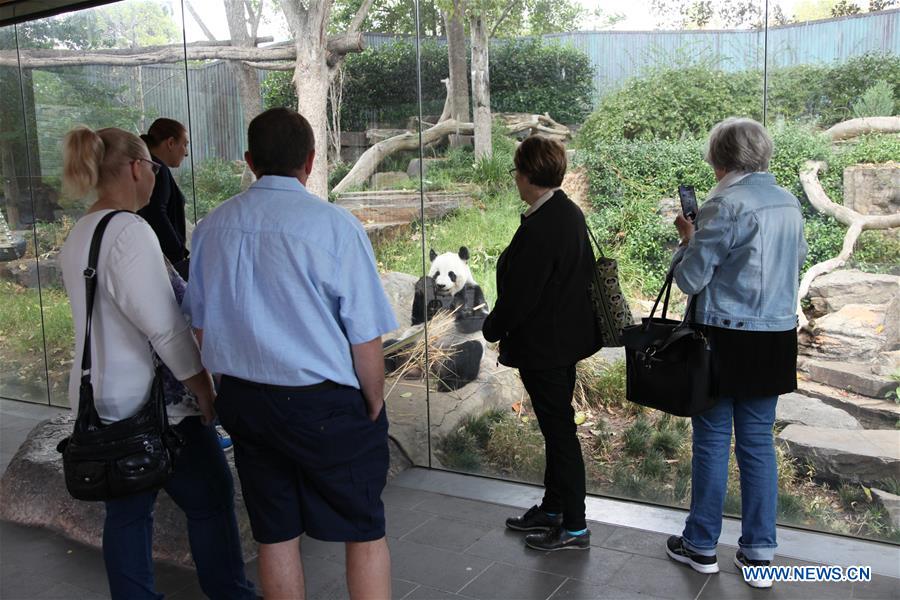AUSTRALIA-CANBERRA-GIANT PANDAS