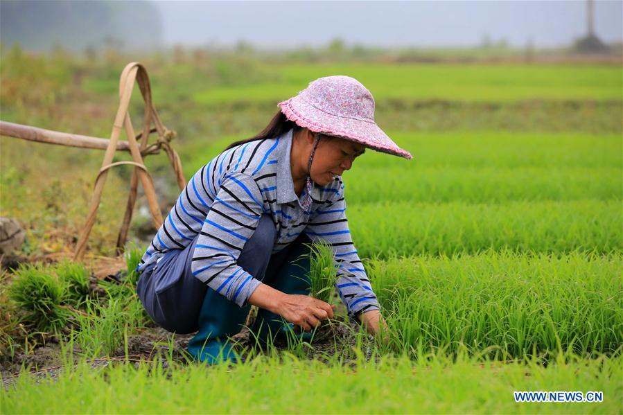 #CHINA-GUYU-FARM WORK(CN)