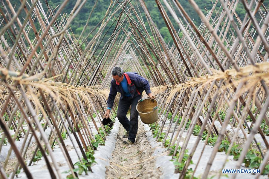 #CHINA-GUYU-FARM WORK(CN)