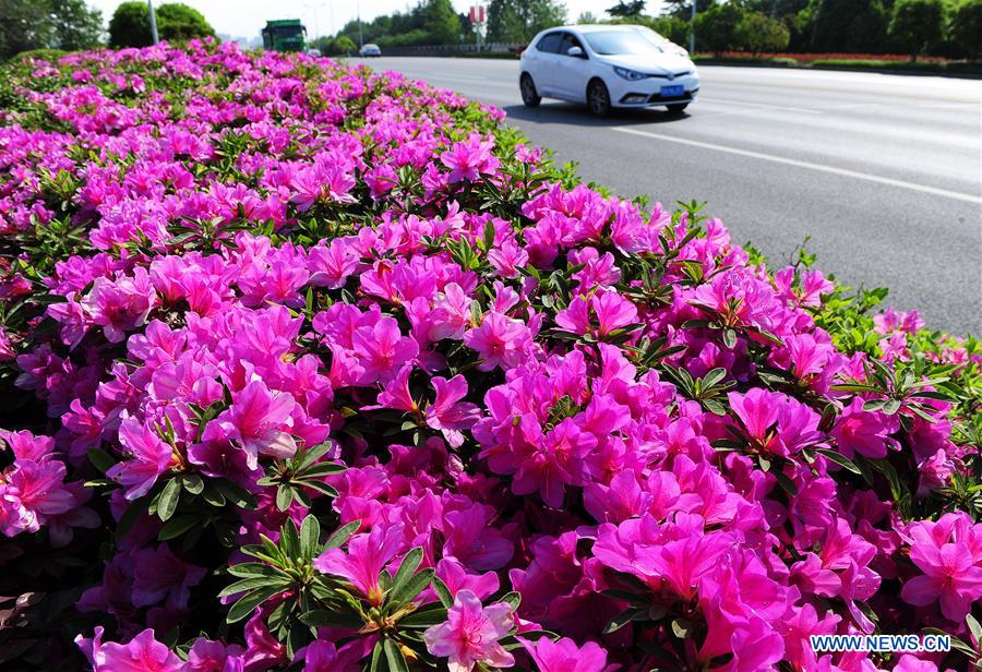 Spring flowers bloom across China Xinhua English.news.cn