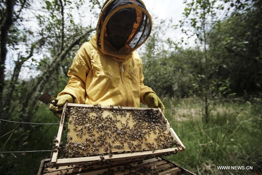 COLOMBIA-GUASCA-BEEKEEPING-EARTH DAY