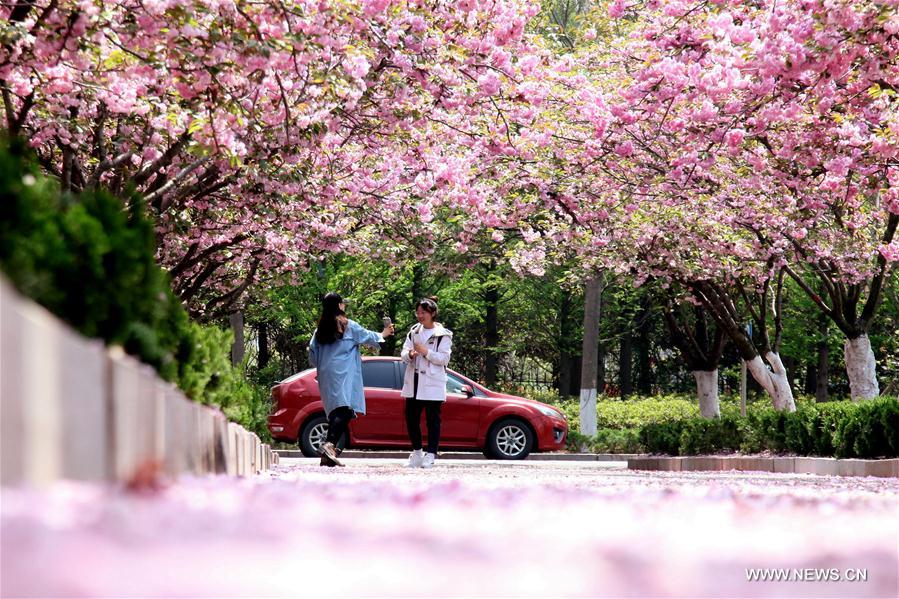 #CHINA-SPRING-SCENERY(CN)