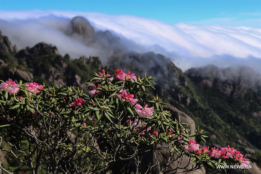 #CHINA-SPRING-SCENERY(CN)