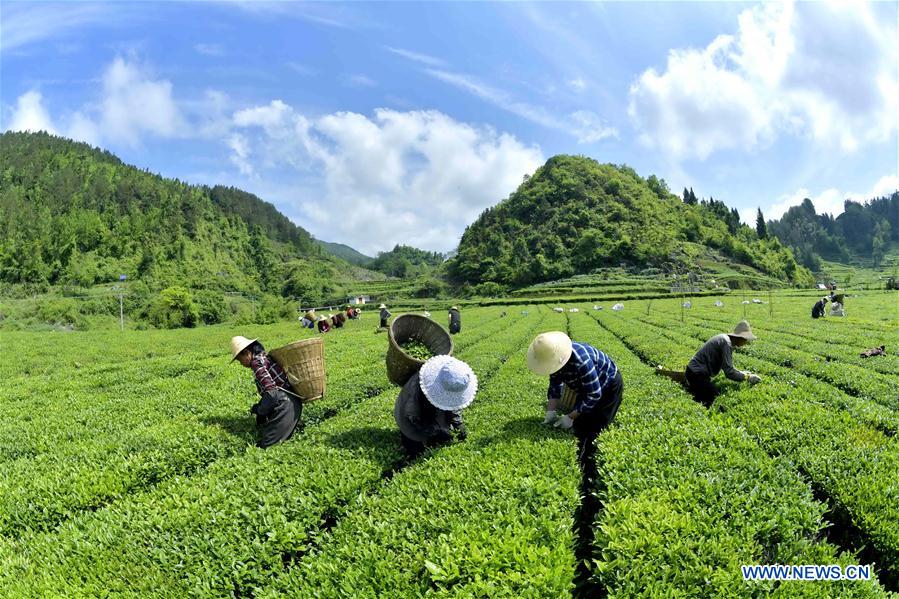 #CHINA-HUBEI-XUANEN-TEA PICKING (CN)