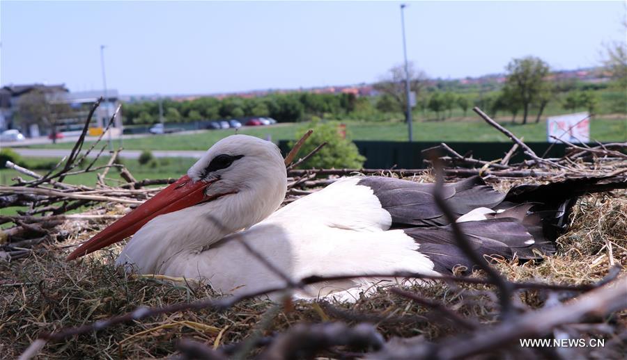 CROATIA-BRODSKI VAROS-STORK