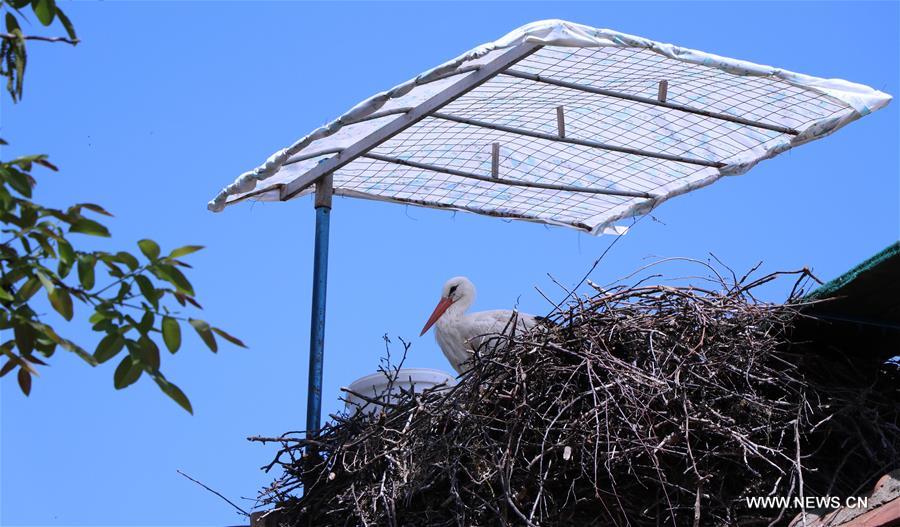CROATIA-BRODSKI VAROS-STORK