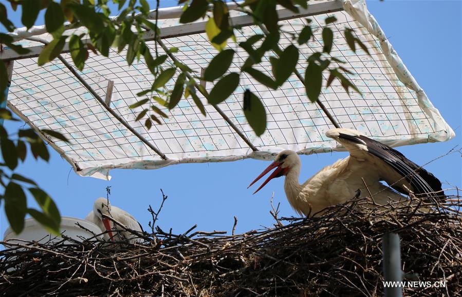 CROATIA-BRODSKI VAROS-STORK