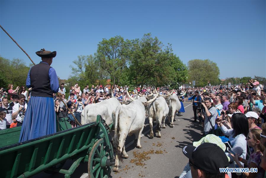 HUNGARY-HORTOBAGY-NEW GRAZING SEASON