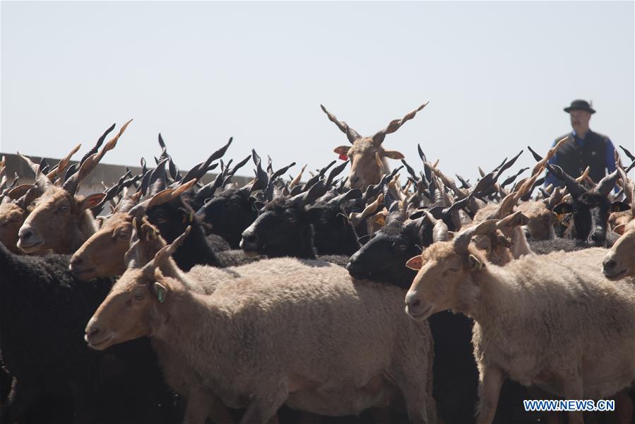 HUNGARY-HORTOBAGY-NEW GRAZING SEASON