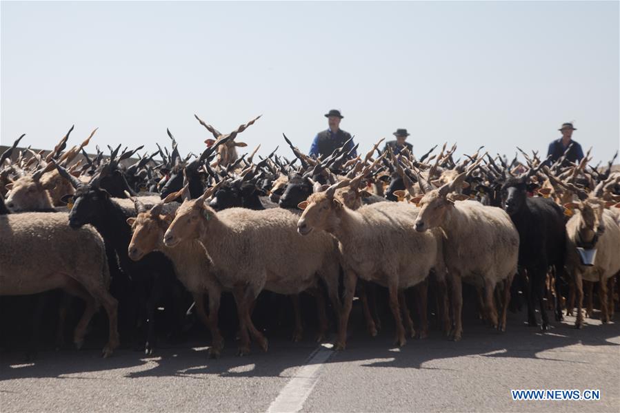 HUNGARY-HORTOBAGY-NEW GRAZING SEASON