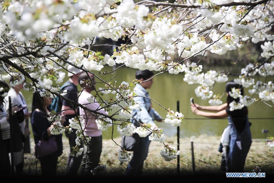 U.S.-NEW YORK-CHERRY BLOSSOM FESTIVAL