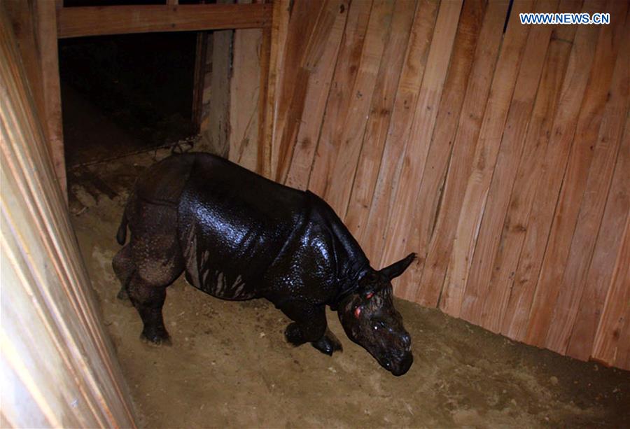 NEPAL-CHITWAN-BABY RHINO-GIFT FOR CHINA