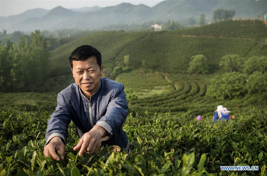 CHINA-HENAN-TEA GARDEN-POVERTY ALLEVIATION(CN)