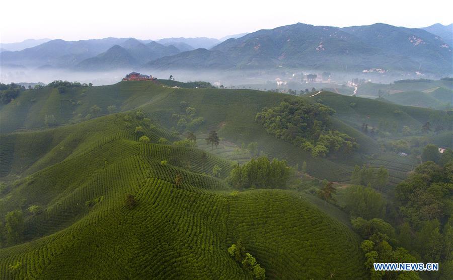 CHINA-HENAN-TEA GARDEN-POVERTY ALLEVIATION(CN)