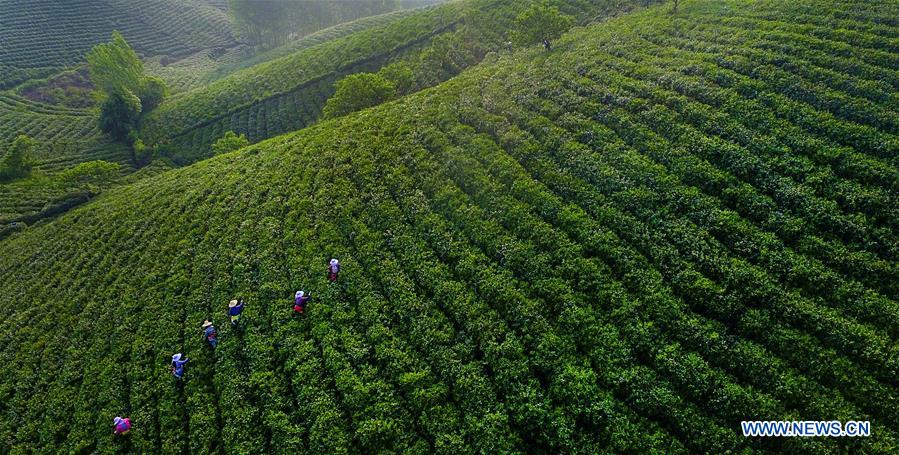CHINA-HENAN-TEA GARDEN-POVERTY ALLEVIATION(CN)
