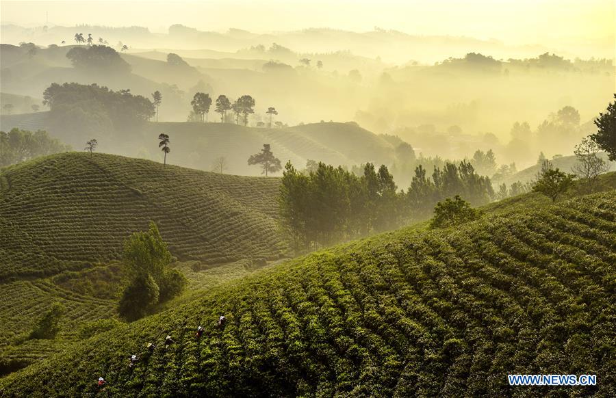 CHINA-HENAN-TEA GARDEN-POVERTY ALLEVIATION(CN)