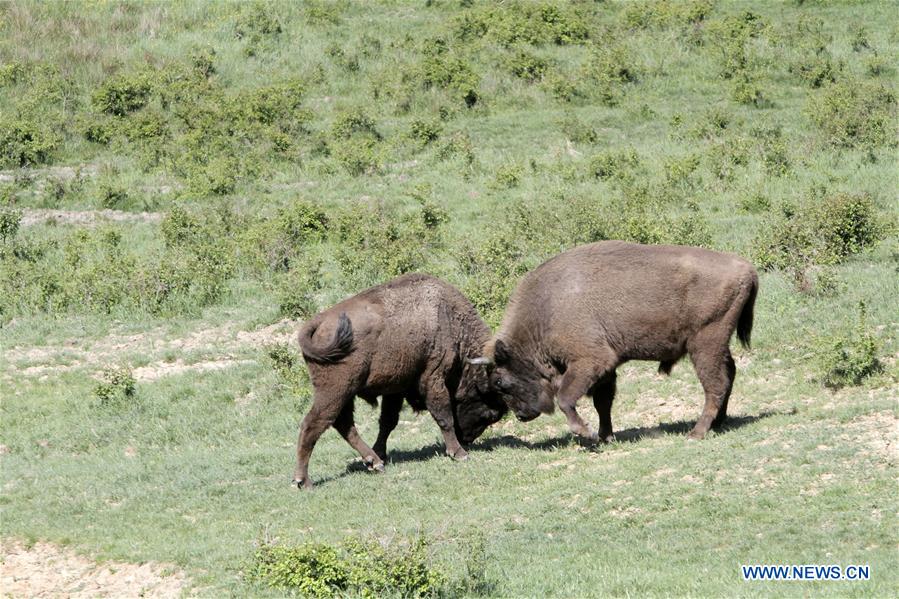 ROMANIA-BUCHAREST-BISONS-PROTECTION-TOURISM