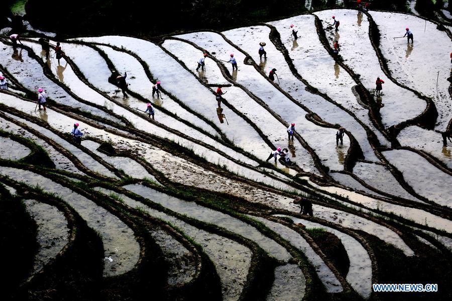 #CHINA-GUANGXI-TERRACED FIELDS-PLOUGH (CN)