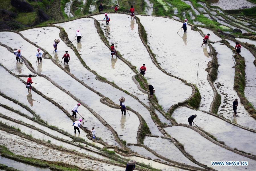 #CHINA-GUANGXI-TERRACED FIELDS-PLOUGH (CN)