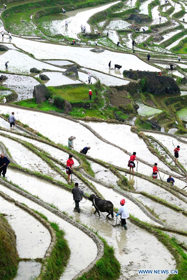 #CHINA-GUANGXI-TERRACED FIELDS-PLOUGH (CN)