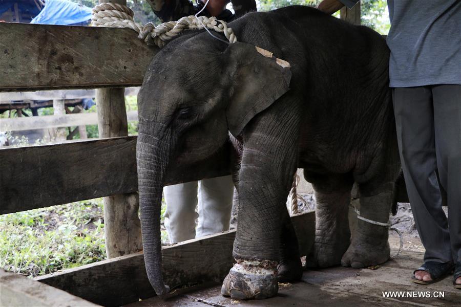 INDONESIA-ACEH-WOUNDED-SUMATRAN BABY ELEPHANT